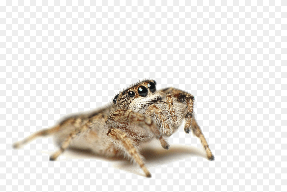 Jumping Spider Photo Spider That Kill Spiders, Animal, Invertebrate Png Image