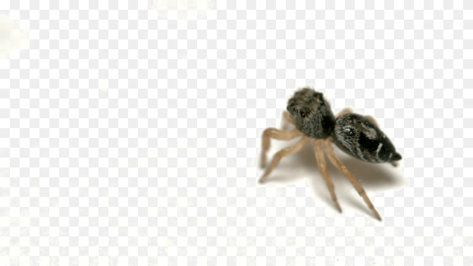 Jumping Spider Picture Ant, Animal, Invertebrate, Garden Spider, Insect Png Image