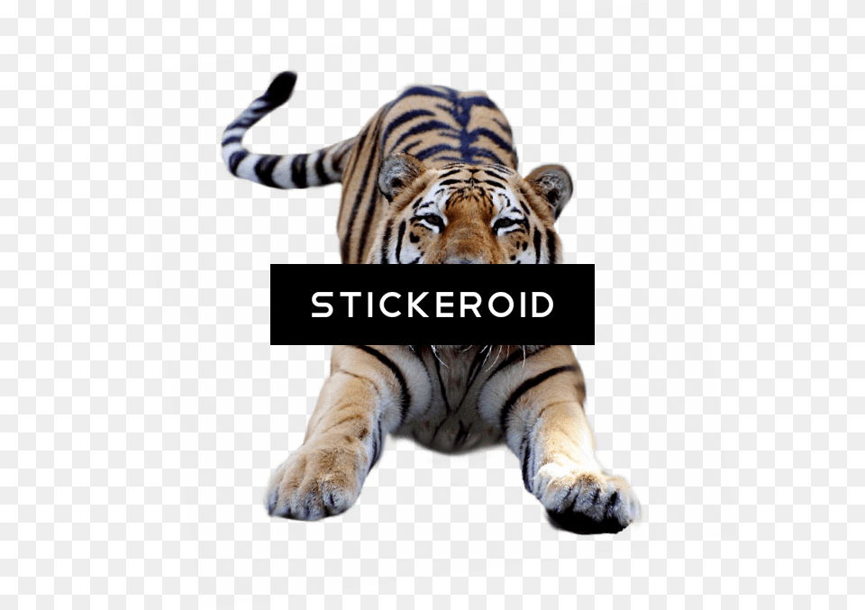 Jumping Tiger, Animal, Mammal, Wildlife Free Transparent Png