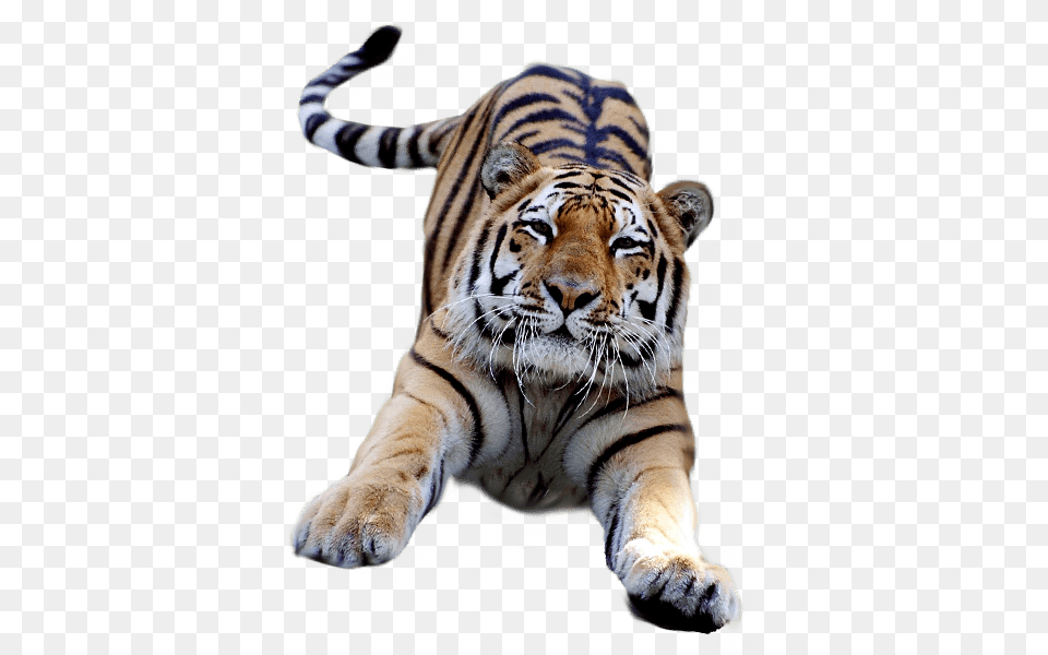 Jumping Tiger, Animal, Mammal, Wildlife Free Png Download