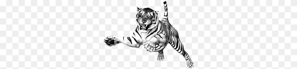 Jumping Tiger Clipart, Animal, Mammal, Wildlife, Zebra Png