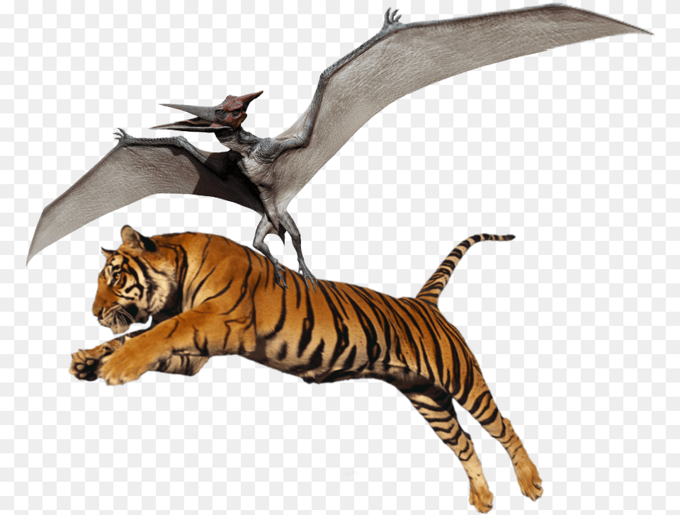 Jumping Tiger Hd, Animal, Mammal, Wildlife, Dinosaur Png Image