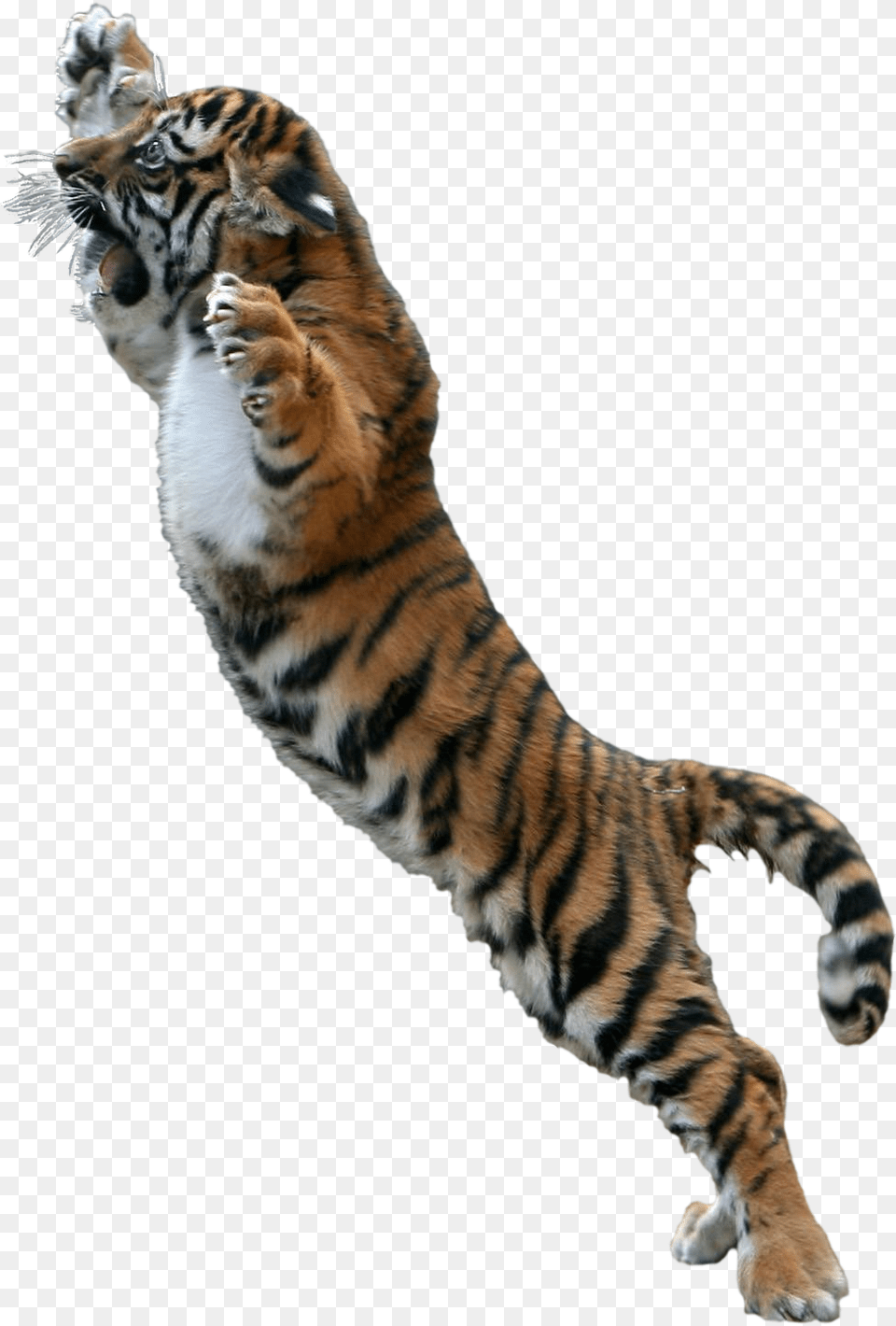Jumping Tiger Tiger Jumping Background, Animal, Mammal, Wildlife Free Transparent Png