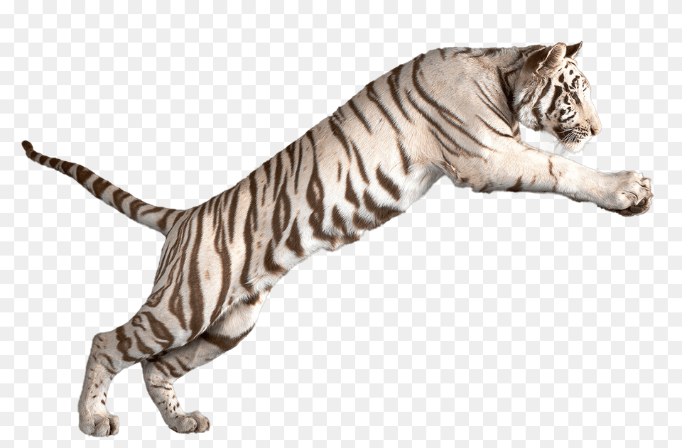 Jumping White Tiger, Animal, Mammal, Wildlife Free Png Download