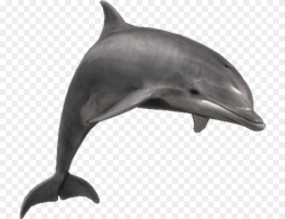 Jumpnig Dolphin Image Bottlenose Dolphin, Animal, Mammal, Sea Life, Fish Free Png Download