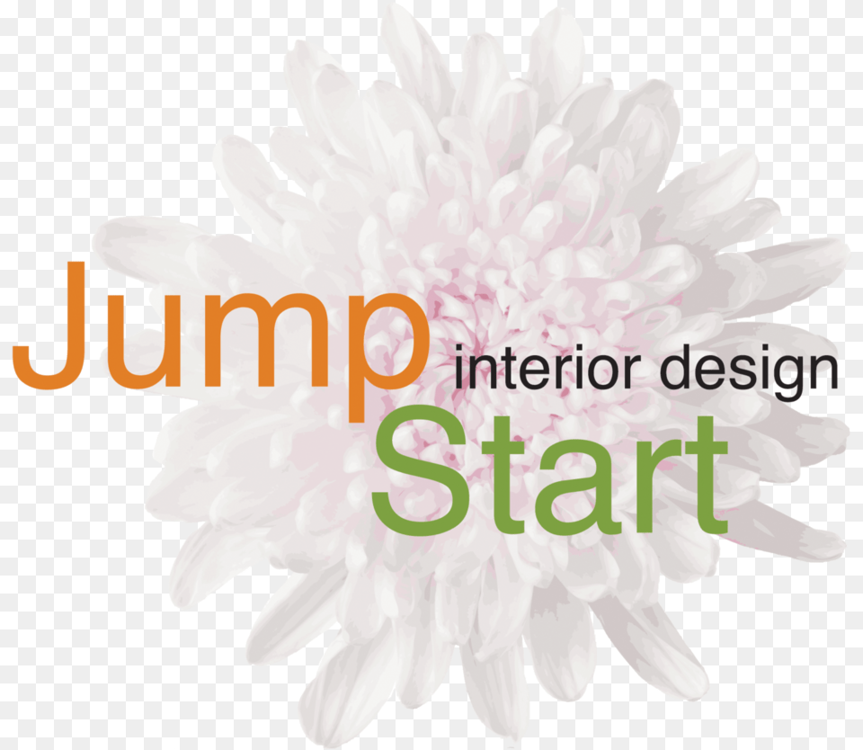 Jumpstart Interior Design, Dahlia, Flower, Plant, Daisy Free Png