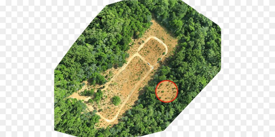 June 15 2018 Aerial Photography, Woodland, Vegetation, Tree, Rainforest Png
