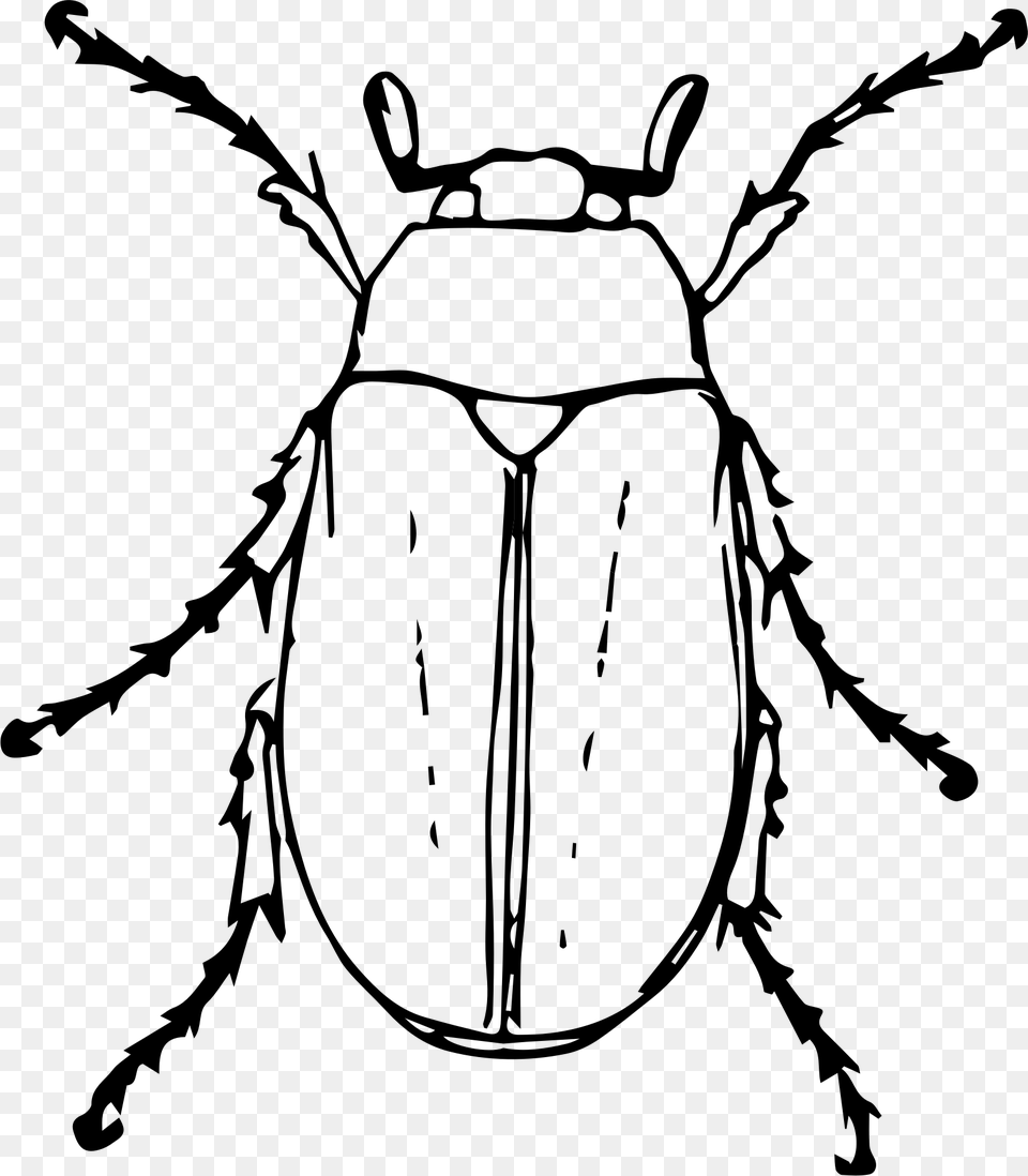 June Bug Drawing At Getdrawings June Bug Drawing, Gray Free Transparent Png