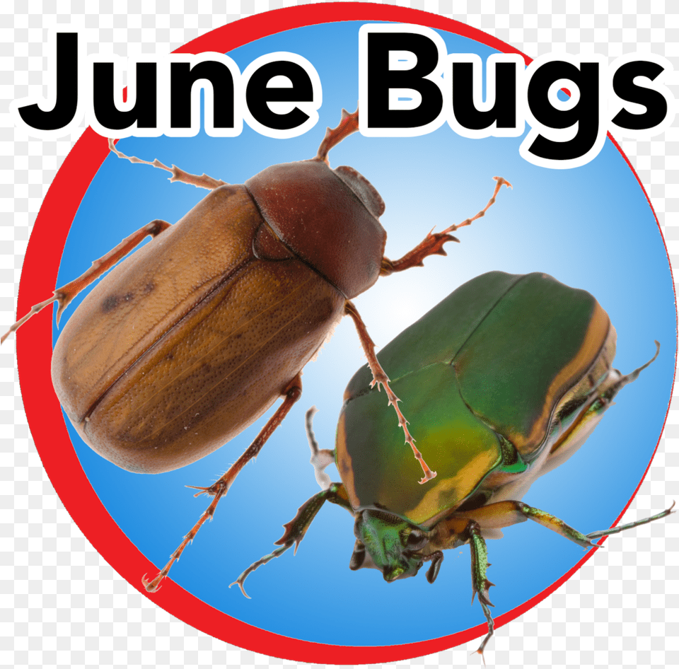 June Bugs Blue Buttom Junikfer, Animal, Insect, Invertebrate Free Png