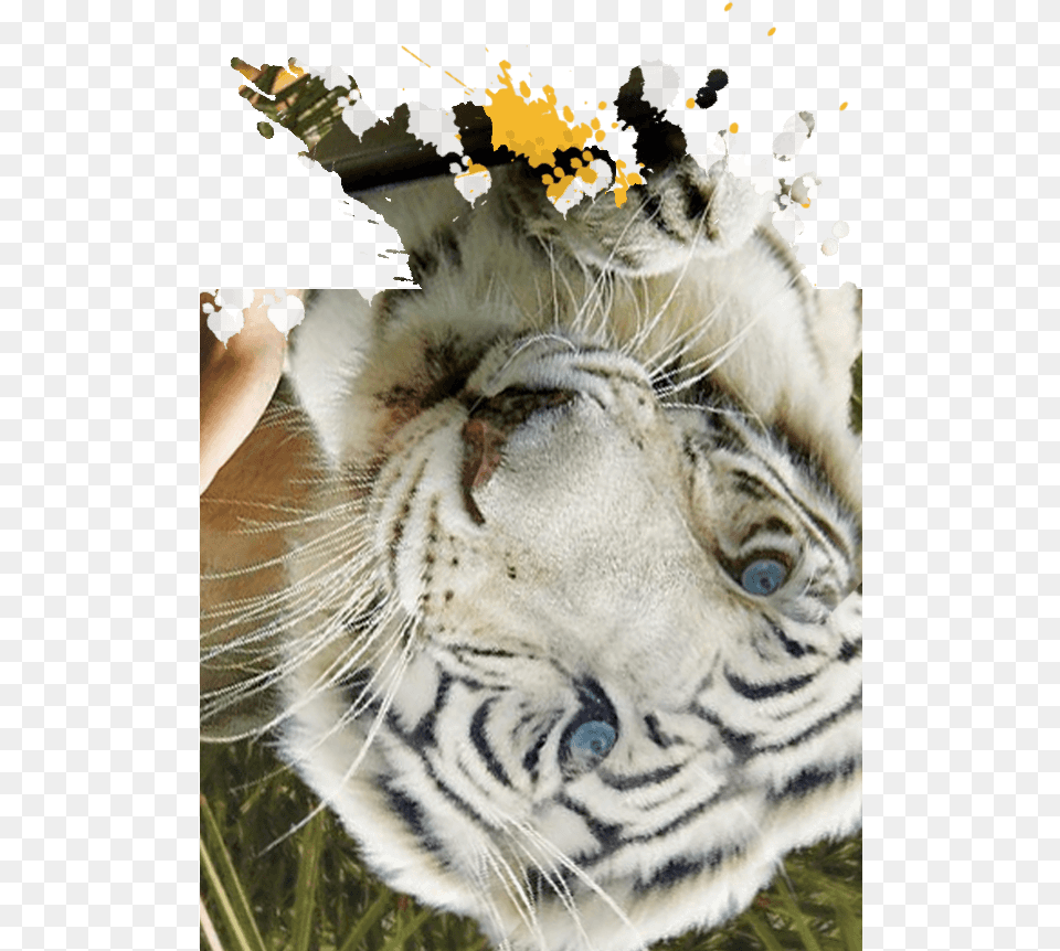Jungala Siberian Tiger, Animal, Mammal, Wildlife Free Png Download
