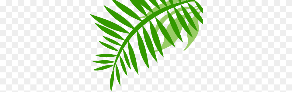 Jungle, Fern, Green, Leaf, Plant Free Png