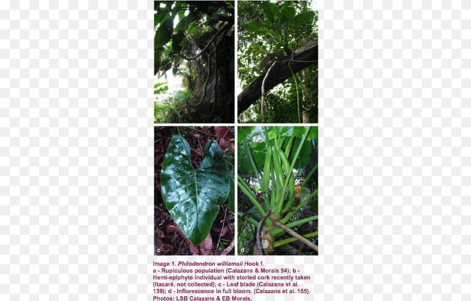 Jungle, Vegetation, Tree, Rainforest, Plant Png