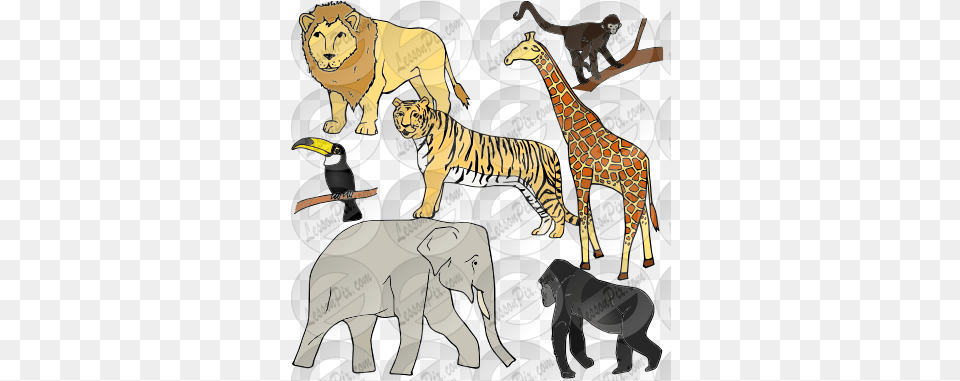 Jungle Animals Picture For Classroom Illustration, Animal, Tiger, Mammal, Wildlife Png
