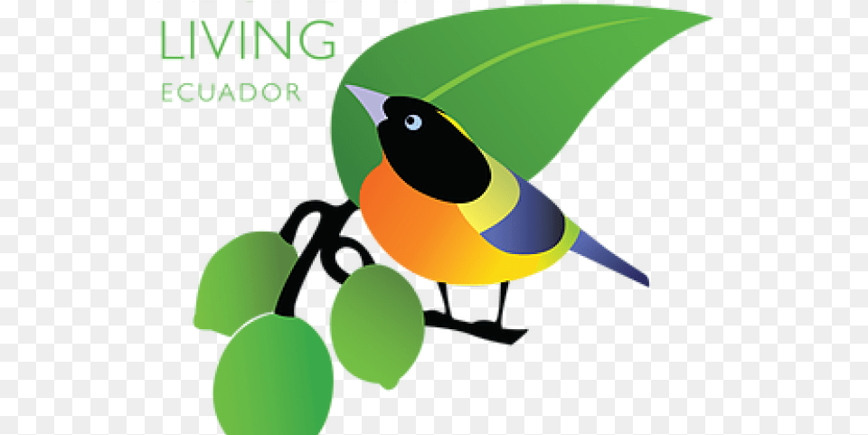 Jungle Bird Clipart Fresh, Animal, Finch, Person Png