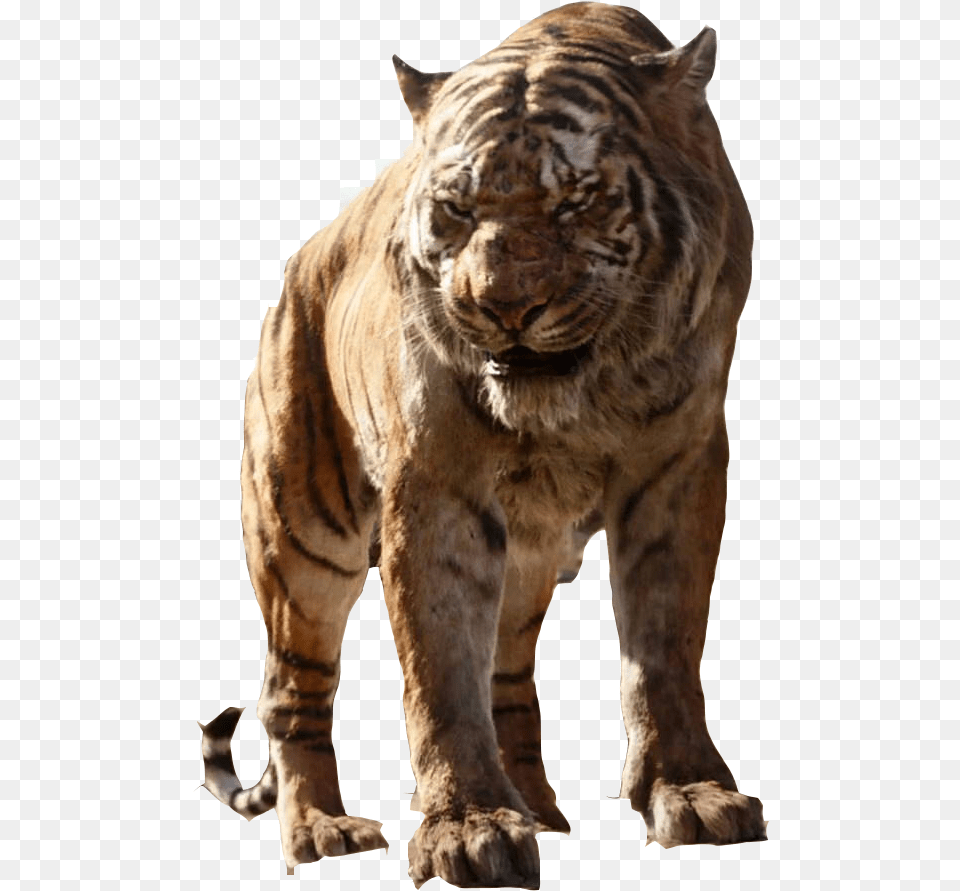 Jungle Book 2016 Disneyscreencaps Shere Khan, Animal, Lion, Mammal, Wildlife Free Transparent Png
