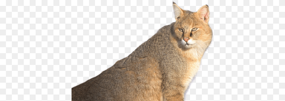 Jungle Cat Image Jungle Cat, Abyssinian, Animal, Mammal, Pet Free Png