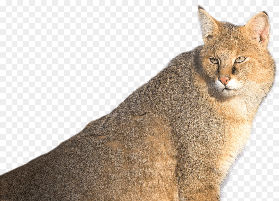 Jungle Cat Transparent Jungle Cat, Abyssinian, Animal, Mammal, Pet Free Png Download