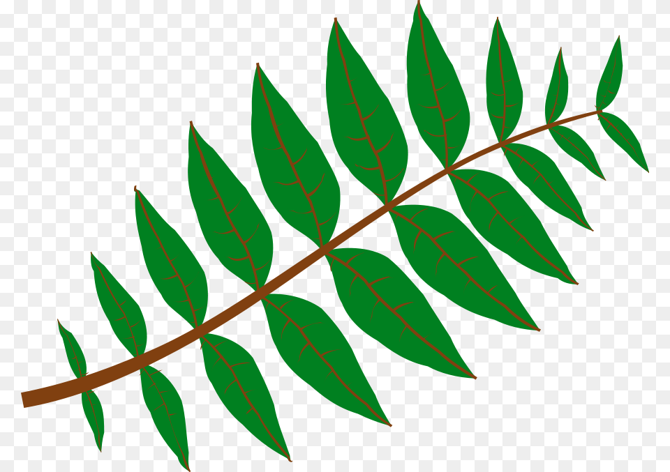 Jungle Clip Art Free, Leaf, Plant, Green, Vegetation Png