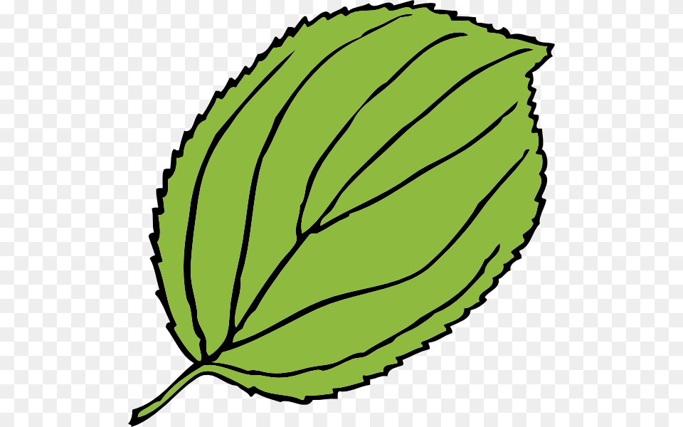 Jungle Clipart Big Leaf, Herbs, Mint, Plant, Herbal Free Png