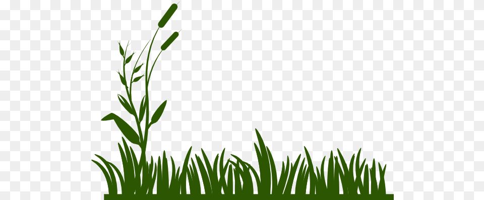 Jungle Clipart Grass Drawing, Vegetation, Green, Plant, Aquatic Png