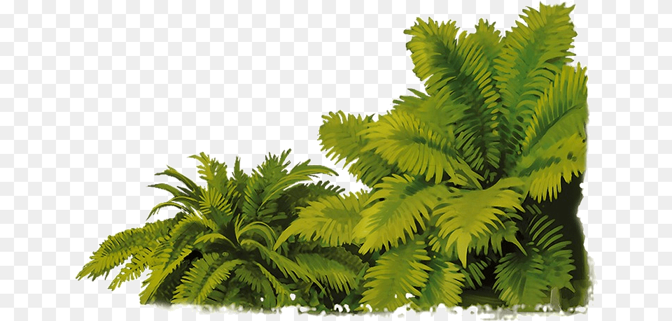 Jungle Fern, Plant, Leaf Free Png Download