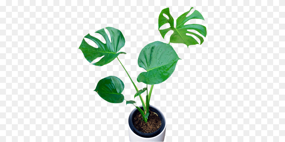 Jungle Fever, Leaf, Plant, Flower, Tree Free Transparent Png