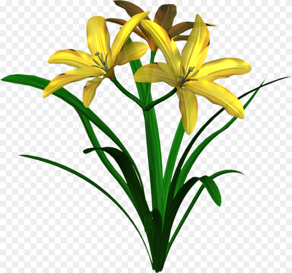 Jungle Flower Clip Art, Plant, Lily, Amaryllidaceae, Anther Free Png Download
