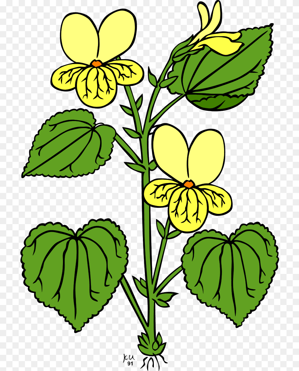 Jungle Flowers Clipart, Flower, Leaf, Plant, Petal Png Image