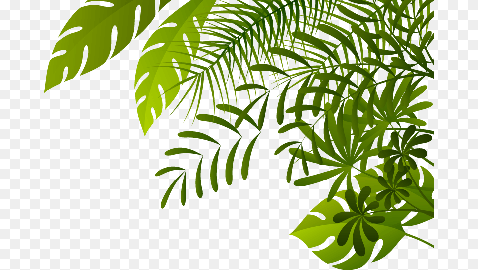 Jungle Jungle, Fern, Tree, Rainforest, Plant Png
