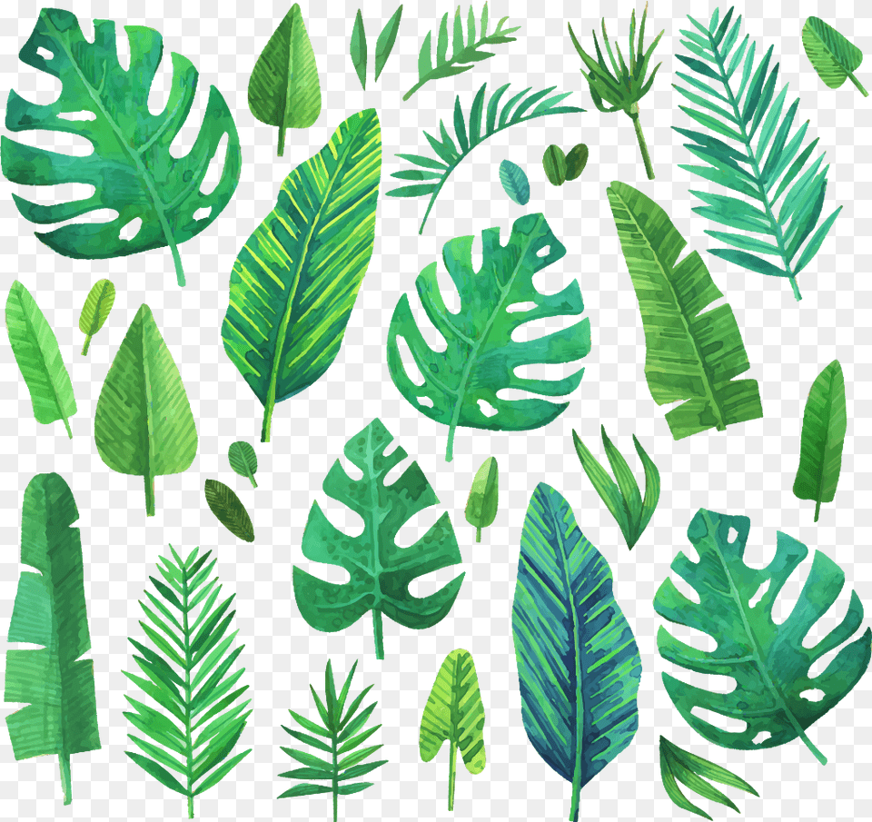 Jungle Jungleleaf Jungleleaves Leaf Leaves Green Green Plants Watercolor, Fern, Plant, Vegetation Png