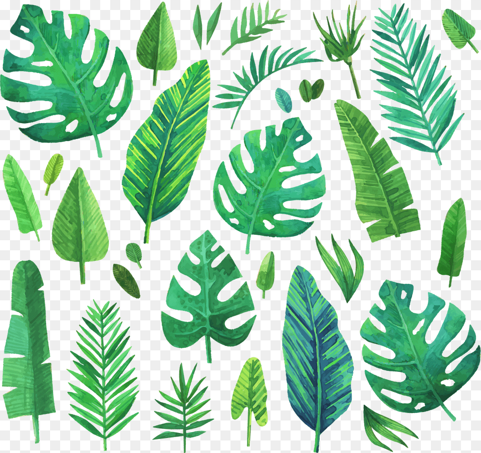 Jungle Jungleleaf Jungleleaves Leaf Leaves Green Watercolor Jungle Plant, Fern, Vegetation Free Transparent Png