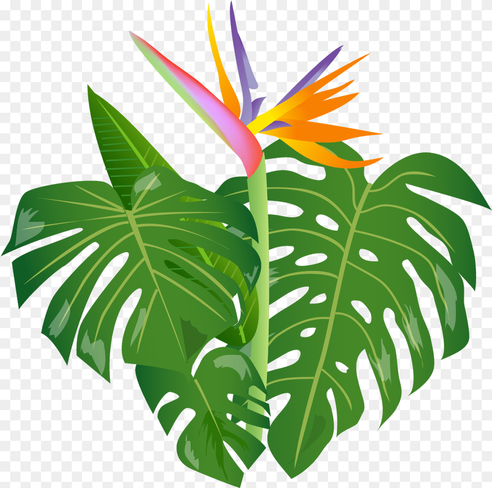 Jungle Leaf, Flower, Tree, Rainforest, Plant Png Image