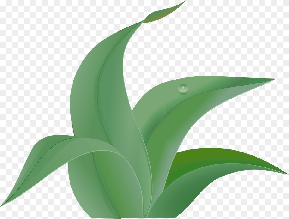 Jungle Leaf Content Clip Art, Plant, Aloe, Green, Animal Free Transparent Png