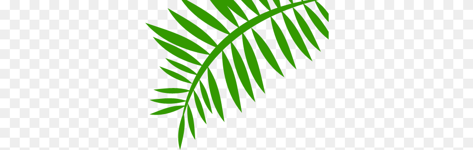 Jungle Leaf Transparent Jungle Leaf Images, Green, Grass, Plant Free Png