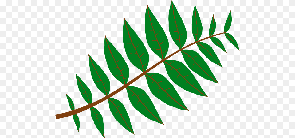Jungle Leaves Clip Art Leaves Clip Art Art And Leaves, Leaf, Plant, Herbal, Herbs Png