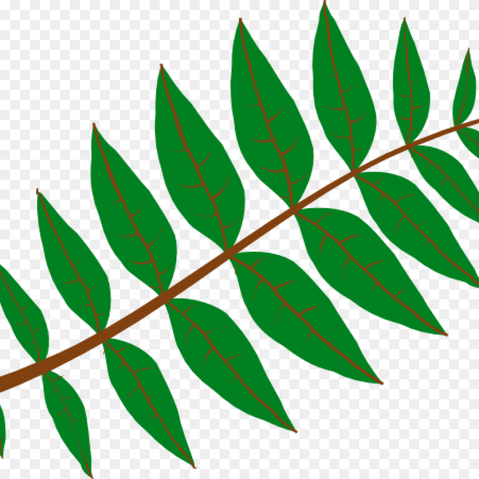 Jungle Leaves Clipart Jungle Leaves Clipart Cliparts Leaf Clip Art, Plant, Tree, Vegetation, Flower Free Transparent Png
