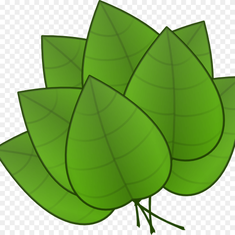 Jungle Leaves Clipart Jungle Leaves Clipart Free Jungle Parts Of The Plants Leaf, Green, Plant, Herbal, Herbs Png