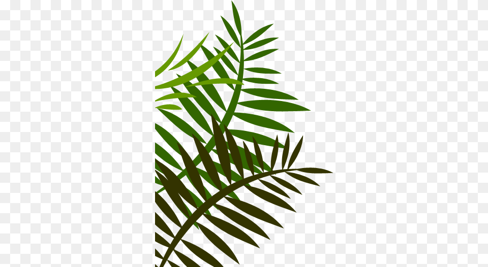 Jungle Leaves Image Library Fern Leaf Shower Curtain, Vegetation, Plant, Green, Grass Free Png