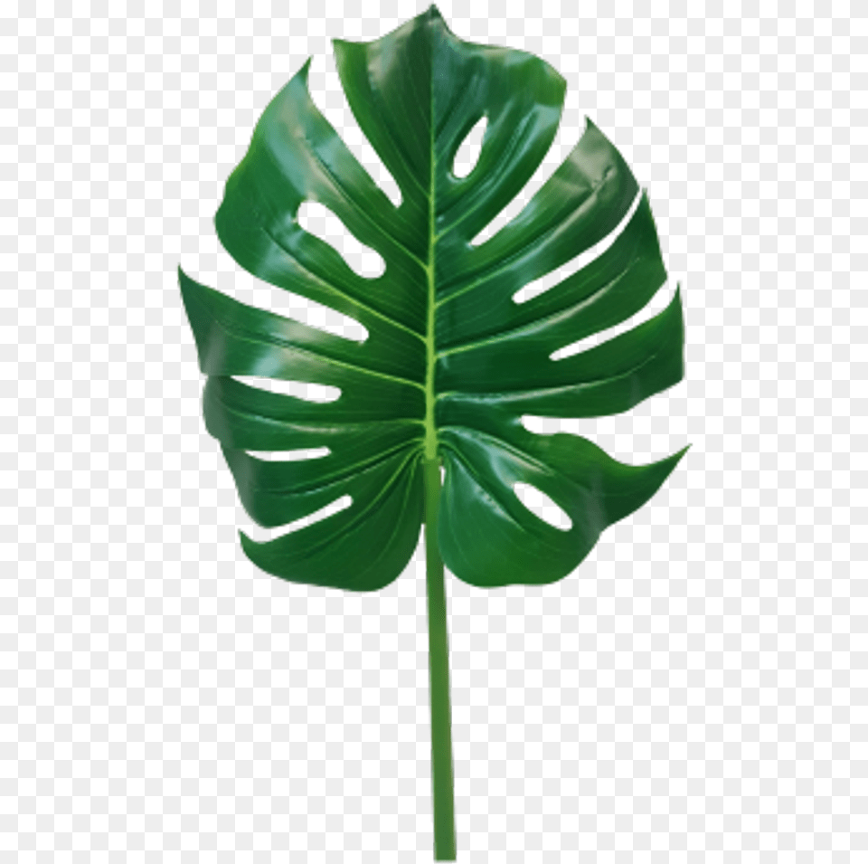 Jungle Leaves Monstera Leaf Monstera Leaf Transparent, Plant, Flower, Person Png