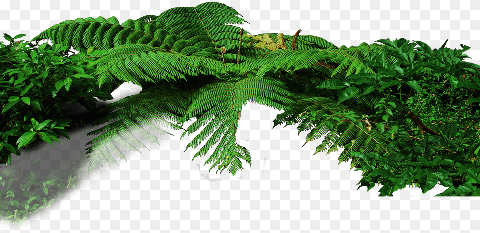 Jungle Leaves Transparent, Fern, Plant, Leaf, Land Free Png Download