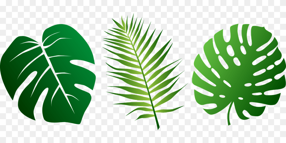 Jungle Leaves Vector Jungle Leaf Clipart, Fern, Green, Plant, Vegetation Free Png Download