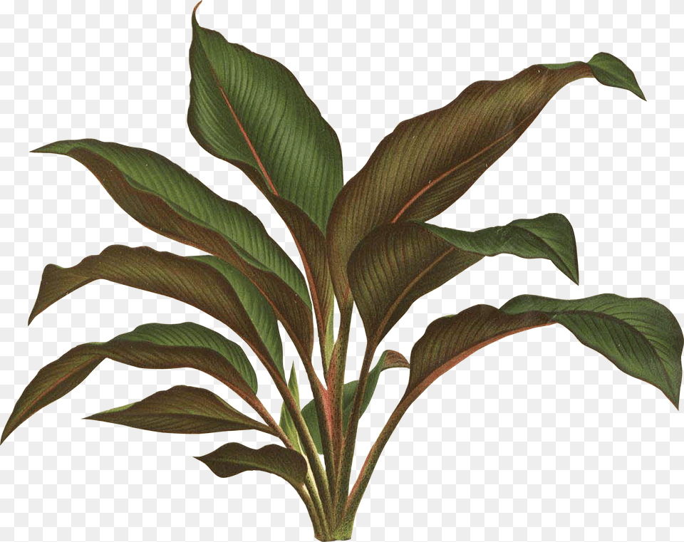 Jungle Plant, Leaf, Vegetation Free Transparent Png