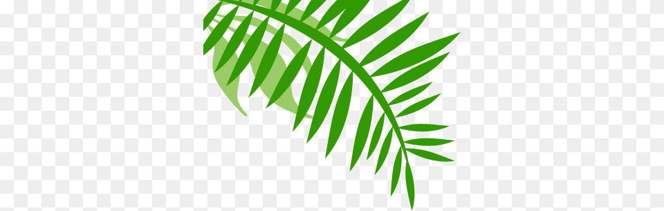 Jungle Plant Clipart Clipart, Fern, Green, Leaf, Tree Free Png