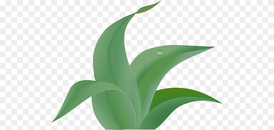 Jungle Plant Cliparts, Leaf, Aloe, Animal, Fish Free Png Download