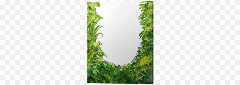 Jungle Plant Frame, Vegetation, Land, Leaf, Nature Png