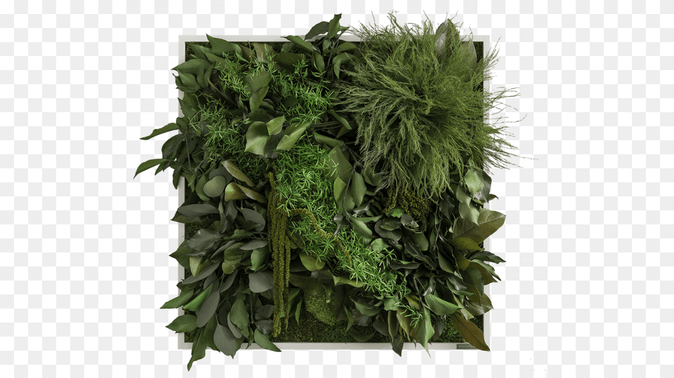 Jungle Plant Jungle Plants, Food, Seasoning Free Transparent Png