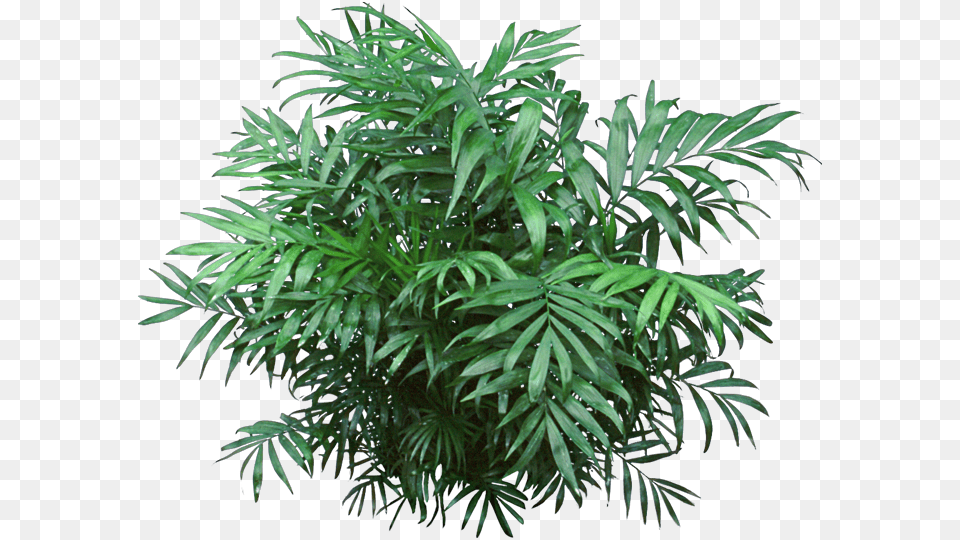 Jungle Plant Transparent Jungle Plants, Leaf, Tree, Fern, Hemp Free Png Download