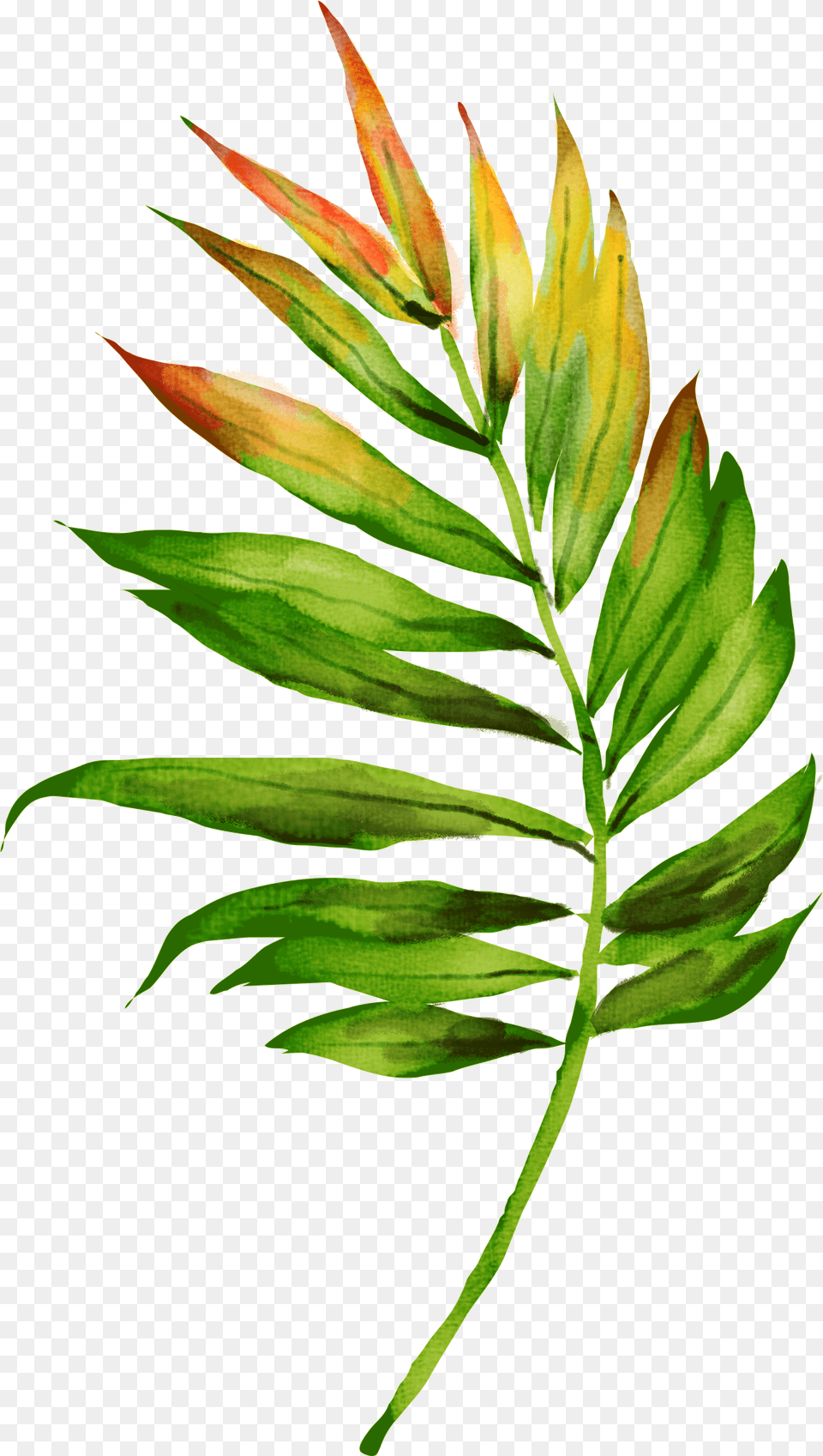 Jungle Plants, Leaf, Tree, Bud, Flower Png