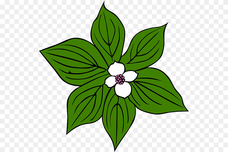 Jungle Plants Cliparts, Leaf, Plant, Flower, Anemone Png