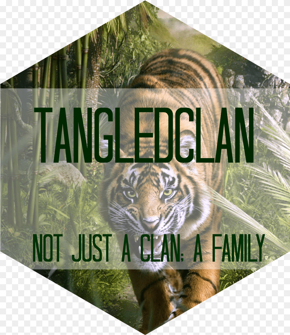 Jungle Tiger Roar Darwing Art Hd Animal Wallpapers Graphic Design, Mammal, Wildlife, Plant, Vegetation Free Png